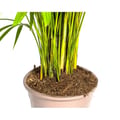 Miniatyrbild 3 av 5: Guldfruktspalm - Dypsis lutescens - Areca - Enstaka växt - höjd ca 150-170cm - kruka 27cm
