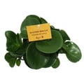 Miniatyrbild 5 av 6: Peperomia Set om 3