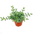 Miniatyrbild 4 av 4: Köksgurka - Delosperma echinatum - kruka 12 cm