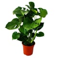 Miniatyrbild 1 av 2: Monstera deliciosa - fönsterblad - kruka 21 cm - höjd ca 50-60 cm