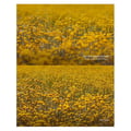 Miniatyrbild 3 av 4: URTH Filter 82mm Magnetisk Essentials Kit (Plus+) (UV+CPL+ND8+ND1000)