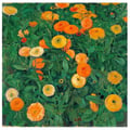 Miniatyrbild 1 av 4: Legendarte - Målning, Tryck på duk - Ringblommor - Koloman Moser cm. 60x60