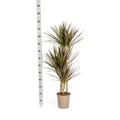 Miniatyrbild 2 av 2: Dracaena Marginata Magenta Kruka 21cm - Höjd 110-130cm
