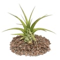 Miniatyrbild 1 av 3: Tillandsia brachycaulos multiflora - stor bulkväxt