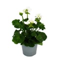 Miniatyrbild 3 av 3: Stående pelargoner - Pelargonium zonale - 12cm kruka - set med 3 plantor - vit