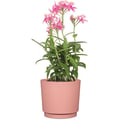 Miniatyrbild 3 av 3: Rund kruka - GARDEN ID - Lino - Ø 25 - 7 L - H 22 cm - Rosa