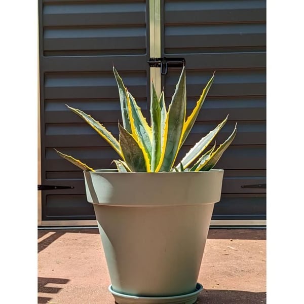 RIVIERA SOLEILLA rund blomsterkasse - Plastik - Diameter 50 cm - Lergrøn RIVIERA SOLEILLA rund blomsterkasse - Plastik - Diameter 50 cm - Lergrøn