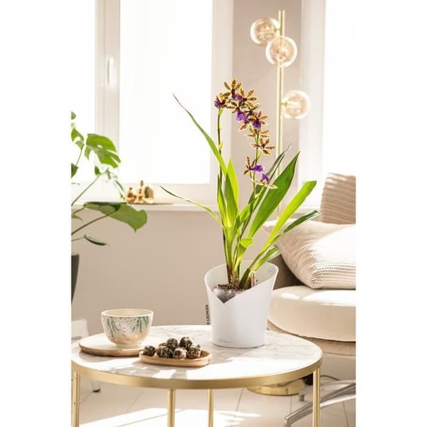 LECHUZA Kruka ORCHID ALL-IN-ONE Matt vit