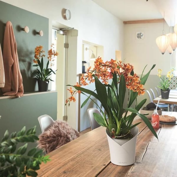 LECHUZA Kruka ORCHID ALL-IN-ONE Matt vit