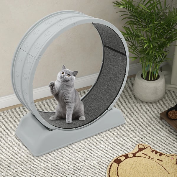 Katte Træningshjul, 80 cm Diameter, 10 kg Kapacitet, 79 x 34 x 84 cm Størrelse, Ultra-Stille Design, Sikkerhedslås