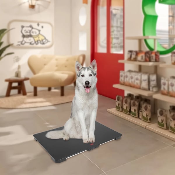 Dyrvægt - Digital platformvægt - Til store hunde - Kraftig konstruktion - Max 100 kg - Til dyrebutik - Sort