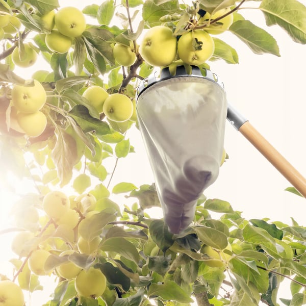 Frugtplukker - Plukkehoved med pose - Ø 18 cm - Til æbler og frugt