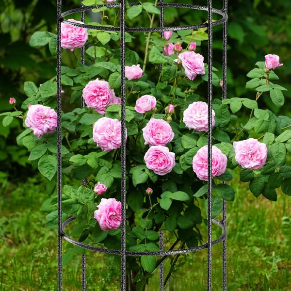 Haveespalier - Pergola Plantestøtte - Til Klatreplanter - Højde 100 cm - Sort