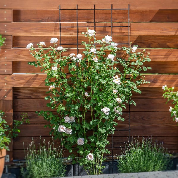 Haveespalier - Metal Klatrestativ - 65x170 cm - Til Roser & Klatreplanter - Sort