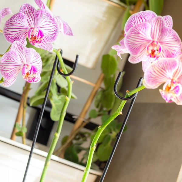 Orkidéstøtte - Plantepind - 50 cm - 10-pak - Til potteplanter & have