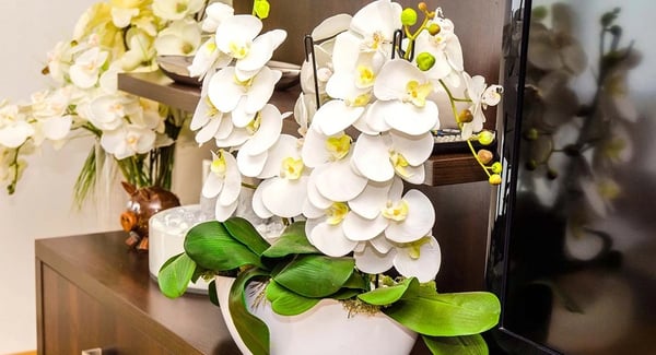 Orkidéstøtte - Plantepind - 50 cm - 10-pak - Til potteplanter & have