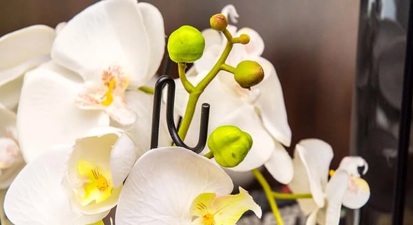 Orkidéstøtte - Plantepind - 50 cm - 10-pak - Til potteplanter & have