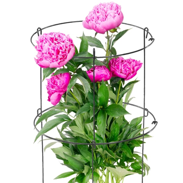 Plantestøtte - Støttering/Blomsterstøtte - 60 cm - Stål - Til hortensia, monstera og roser