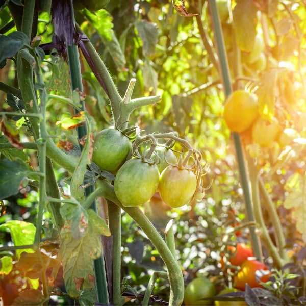 Plantepinde - Tomatstøtte - 120 og 150 cm - Sæt 20 stk - Have