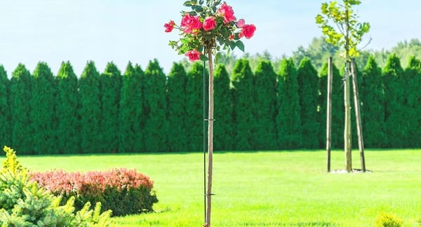 Plantestøtte til roser - Metal - Højde 140 cm - Til blomsterbed - Støttepind