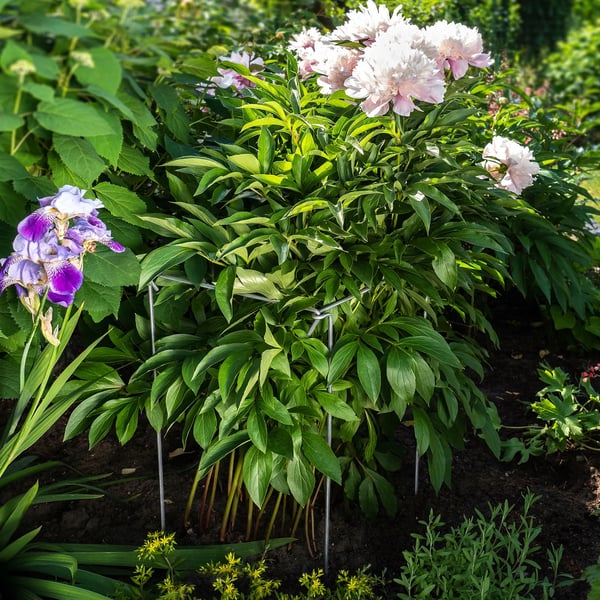 Plantestøtte - Metalstøttepind - Højde 80 cm - Robust konstruktion - Til roser og blomster