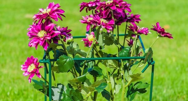 Plantestøtte - Metalstøttepind - Højde 80 cm - Robust konstruktion - Til roser og blomster