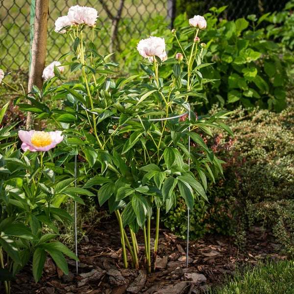 Plantestøtte - Rosestøtte - Metal - Sæt 75 cm + 100 cm - Til blomster