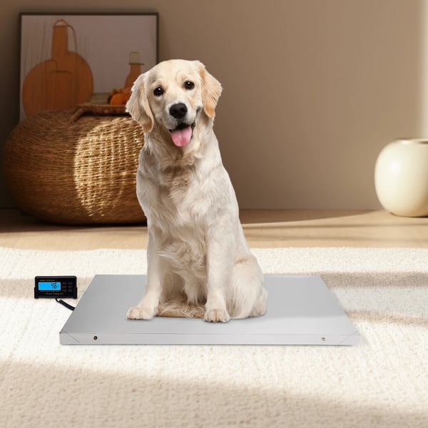 Veterinærvægt til store dyr, digital platformvægt, 300 kg kapacitet, rustfrit stål, kg/lb/oz, tare, LCD-display