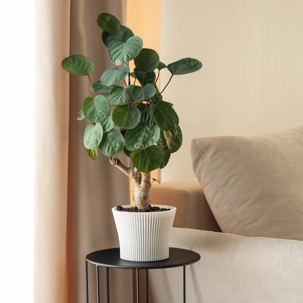 Blomsterkrukke - Urtepotteskjuler - 11 cm - Plast - Hvid