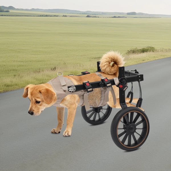 Hundekørestol - Rehabiliteringsvogn - Justerbar - Bagbensstøtte - Let aluminiumsramme - Transportabel - Sort