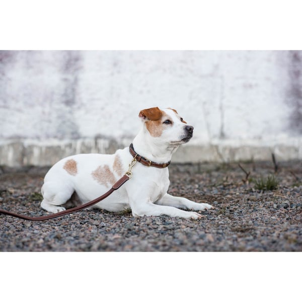London Hundhalsband Brun 35cm