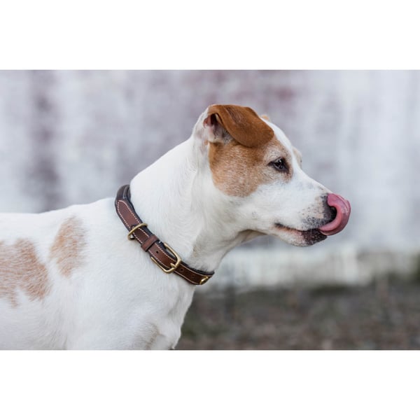London Hundhalsband Brun 40cm