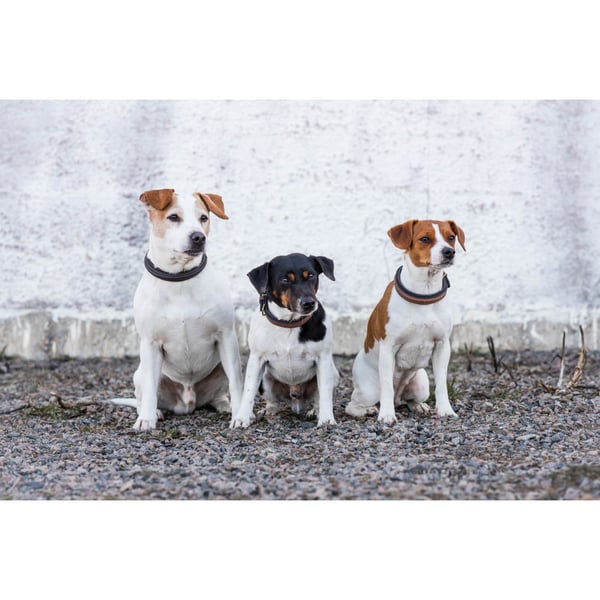London Hundhalsband Brun 45cm