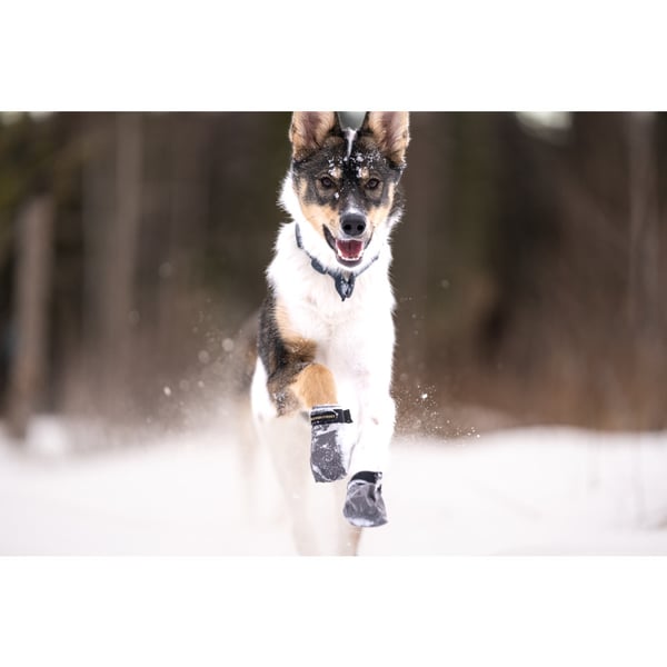 Hundskor Endurance 4p Grå XL