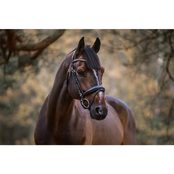 Cleveland Dressyrträns Svart Cob