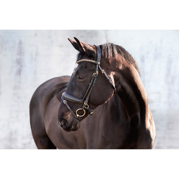 Cleveland Dressyrträns Svart Cob