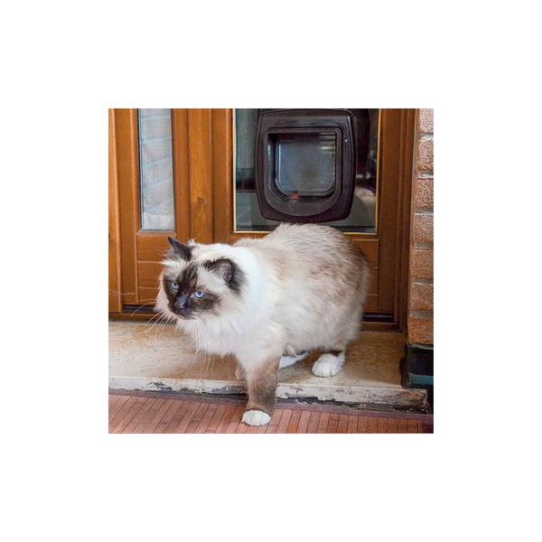 Kattlucka Swing Microchip Vit