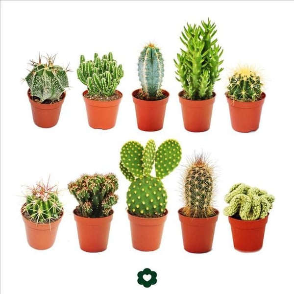 10 olika kaktusar 5,5 cm kruka i ett set