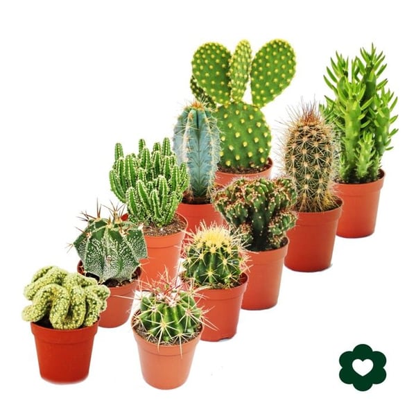 10 olika kaktusar 5,5 cm kruka i ett set