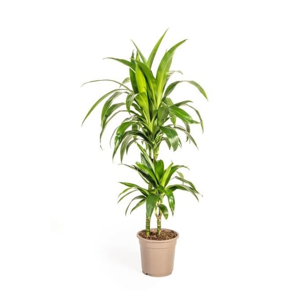 Dracaena - Dracaena deremensis "Lisa" - Grön växt - höjd ca 70-90cm