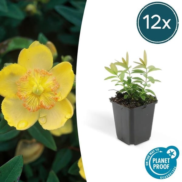 Marktäckare - Johannesört - Hypericum calycinum - Potta på 9cm - Set med 12 växter