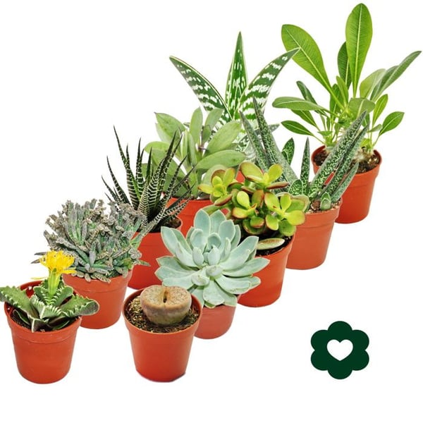 10 olika suckulenter 5,5 cm kruka i ett set