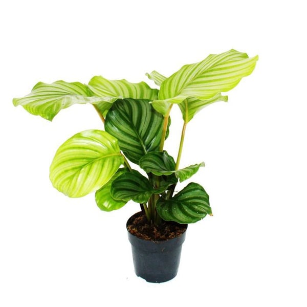 Zebraliknande skuggväxt - Calathea orbifolia - 12cm kruka - höjd 40cm ca.