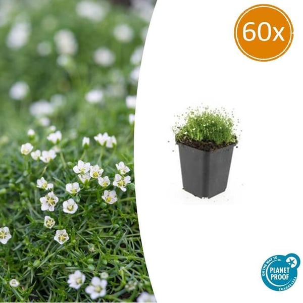 Marktäcke - Sten - Stjärnmossa - Sagina subulata - 9 cm kruka - Set med 60 växter