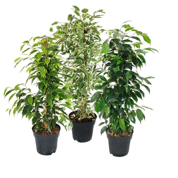 Ficus benjamini - Set om 3 - Anastasia - Twighlight - Danielle i 17 cm kruka