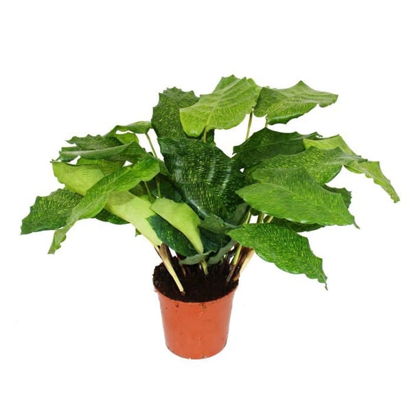 Skuggväxt med ovanligt lövmönster - Calathea musaica "Network" - 14 cm kruka - höjd ca 40 cm