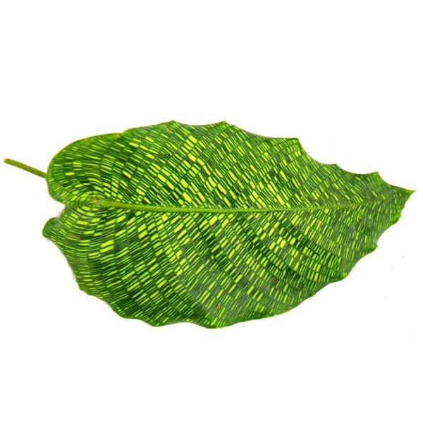 Skuggväxt med ovanligt lövmönster - Calathea musaica "Network" - 14 cm kruka - höjd ca 40 cm
