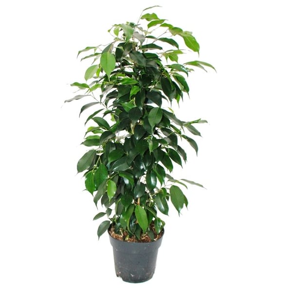 Ficus benjamini "Danielle" i kruka med en diameter på 17 cm