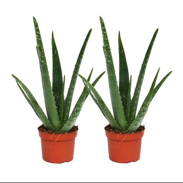 Pack om 2 - Aloe vera - ca. 2 år - 10,5 cm kruka
