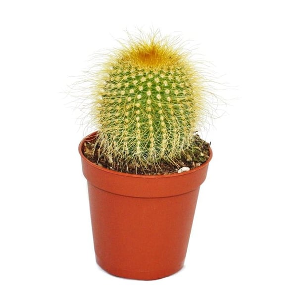 Eriocactus leninghausii - medelstor växt i kruka 8,5 cm